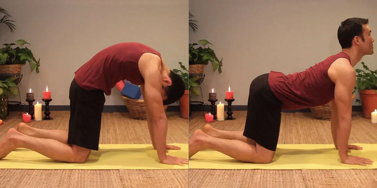 Cat and cow, a seated position in yoga which enhances sleep